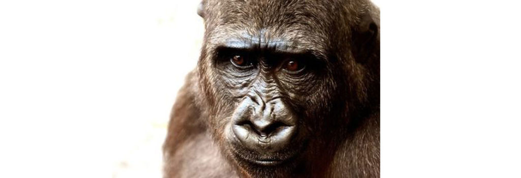 image of a gorilla