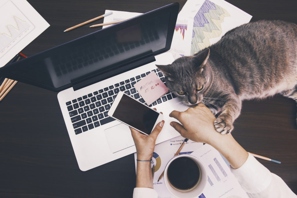 person at laptop holding phone with cat nearby