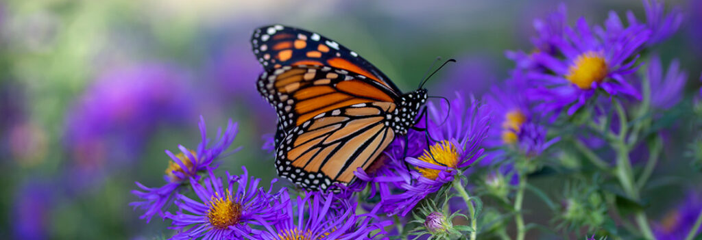 Monarch butterfly resting on flowers.